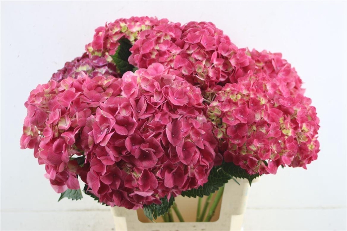 <h4>Hydr. M Trophy Red 60-18</h4>