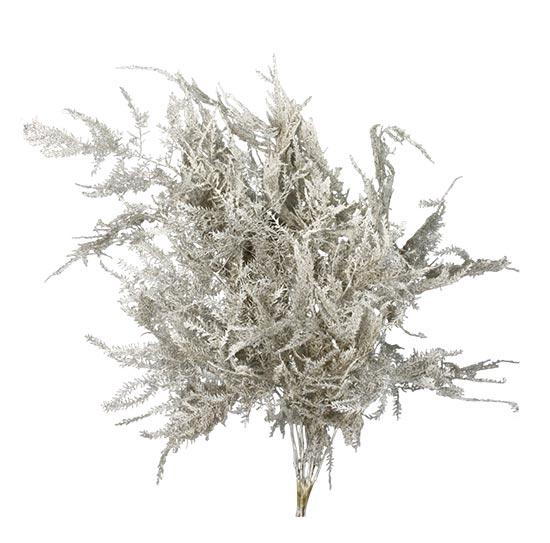 Bunch Asparagus 10pcs Pres.Slv L40