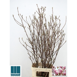 MAGNOLIA GRANDIFLORA