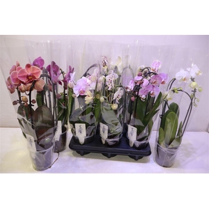 arr8 Phal El Cascade Gem