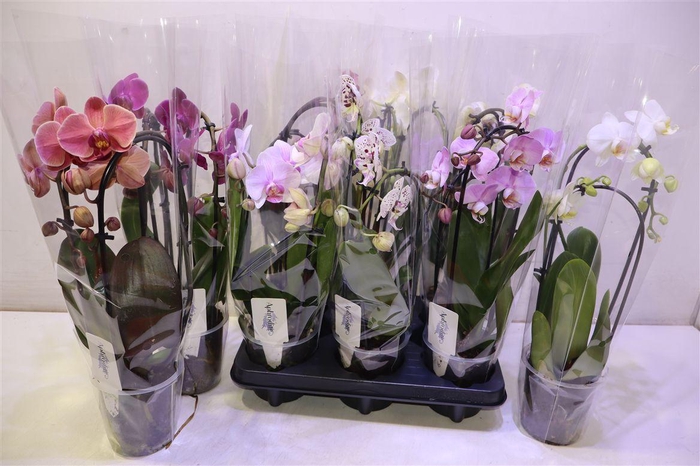 <h4>Phal El Cascade Gem</h4>