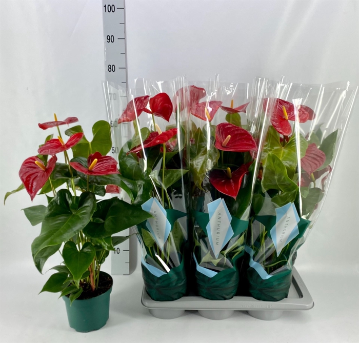 <h4>Anthurium andr. 'Nevada'</h4>