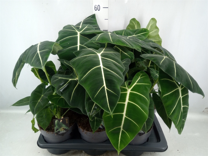 Alocasia   ...