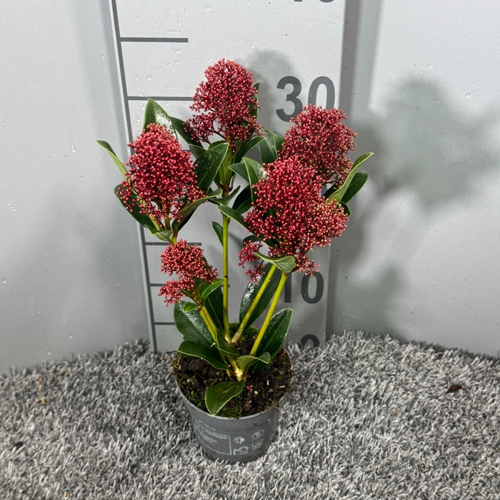 <h4>Skimmia japonica 'Rubella' 3+</h4>