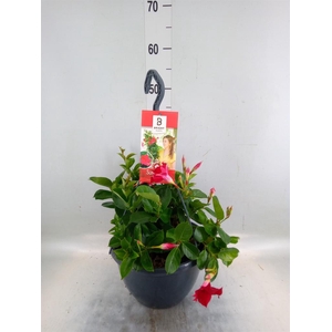Mandevilla am. 'Sundav Red'