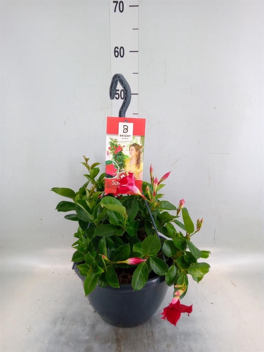 <h4>Mandevilla am. 'Sundav Red'</h4>