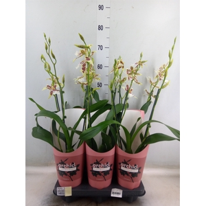 Aliceara  'Renaissance White'