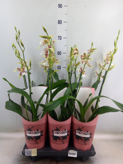 <h4>Aliceara  'Renaissance White'</h4>