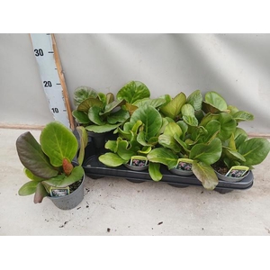 BERG CORDIFOLIA