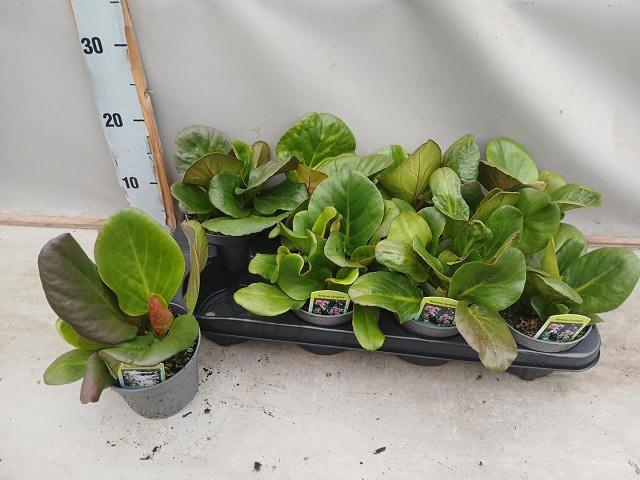 <h4>BERG CORDIFOLIA</h4>