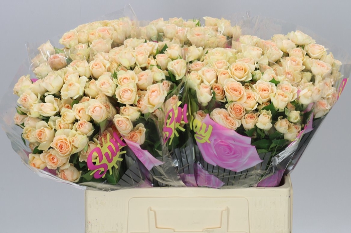 <h4>Rosa Tr Sancerre</h4>