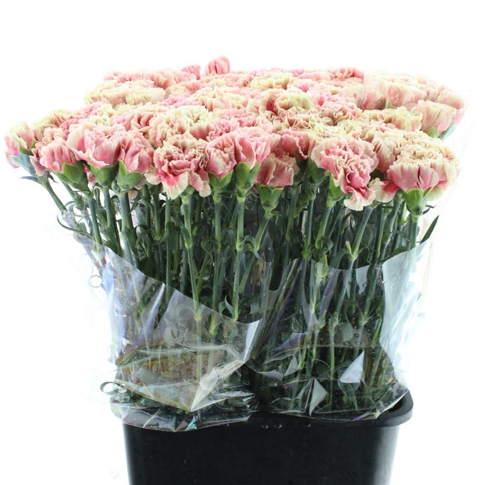 <h4>Di St Antiqua X 160</h4>