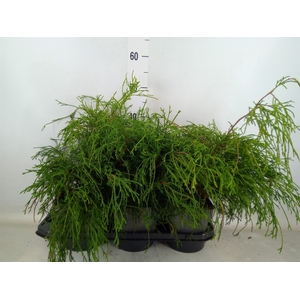 Chamaecyparis pis. 'Filifer Nana'