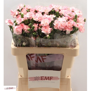DI TR FANCY AMELIE