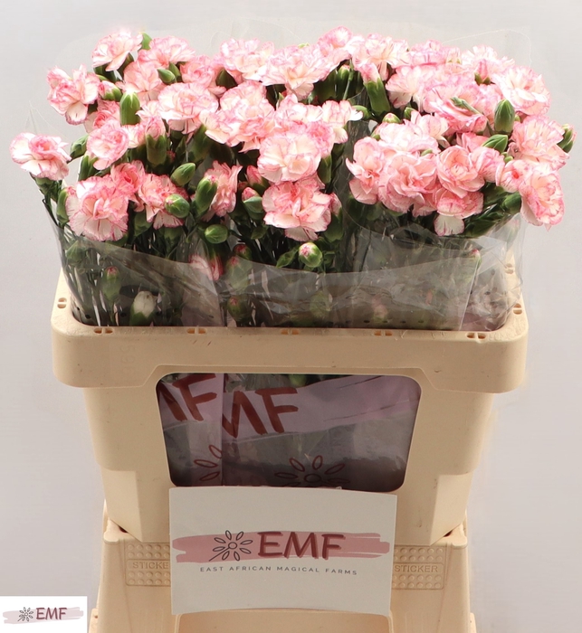 <h4>DI TR FANCY AMELIE</h4>