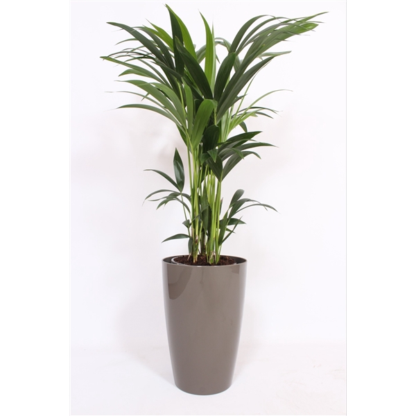 <h4>Howea Forsteriana in Santorini pot "taupe"</h4>