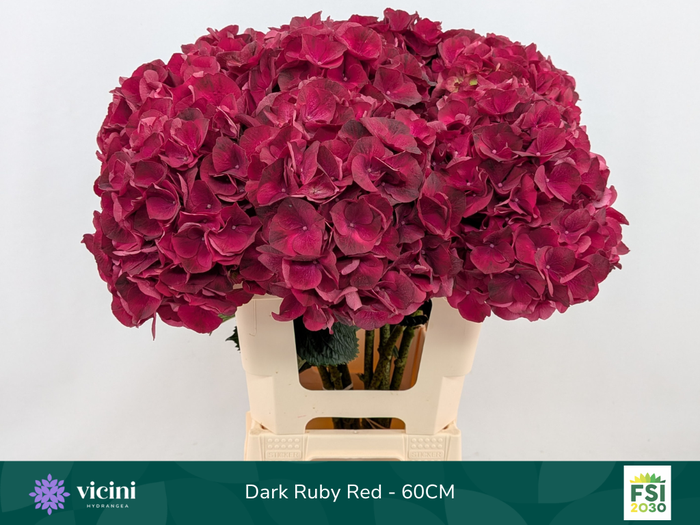 <h4>Dark Ruby Red - 60CM</h4>