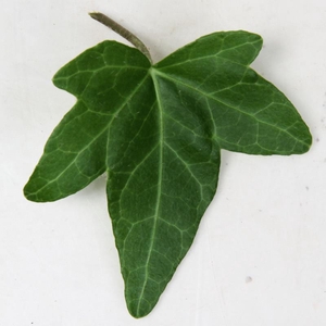 HEDERA HELIX Sharmrock 9 cm