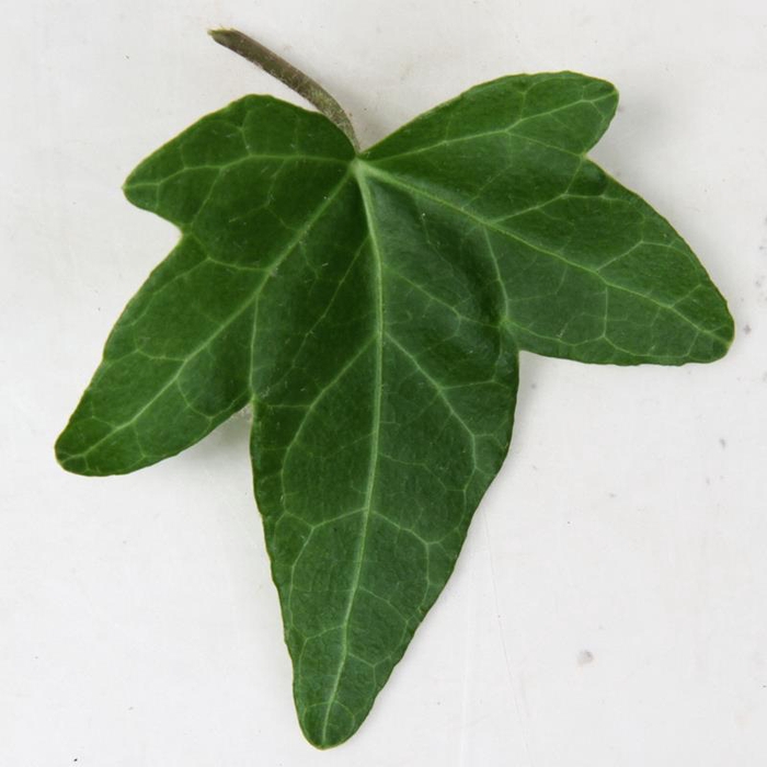 <h4>HEDERA HELIX Sharmrock 9 cm</h4>