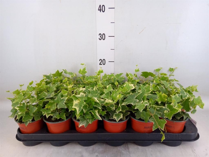 <h4>Hedera helix 'Eva'</h4>