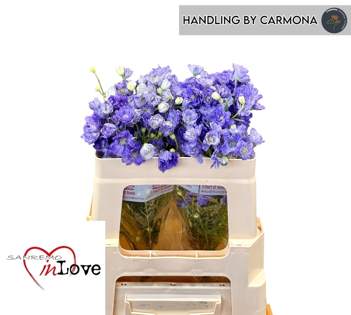 <h4>DELPH EN M LAVENDER</h4>
