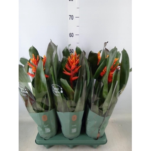 Aechmea  'Pepita Elegant Flames'