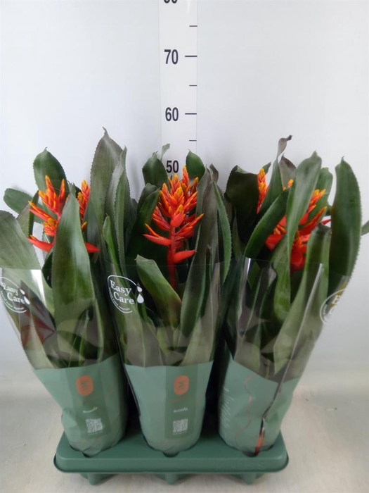 <h4>Aechmea  'Pepita Elegant Flames'</h4>
