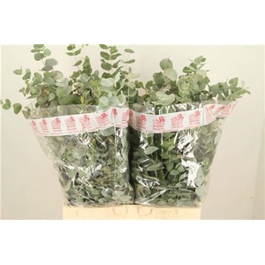 EUC CINEREA PER BOS