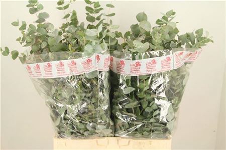 EUC CINEREA PER BOS