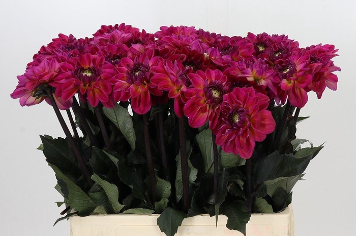 Dahlia DE 'Dancing Don'