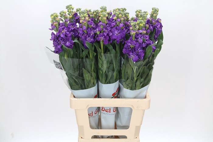 <h4>Matthiola Iron Purple</h4>