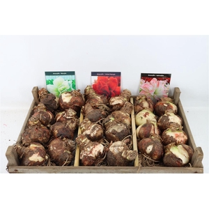 Bloembol Hipp Mix 6