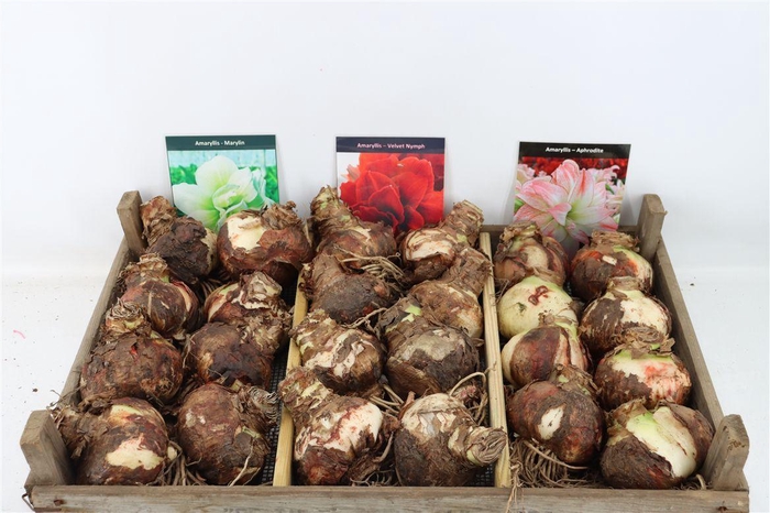 <h4>Bloembol Hipp Mix 6</h4>