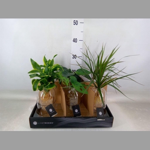 Arr.   Kamerplant Groen L%