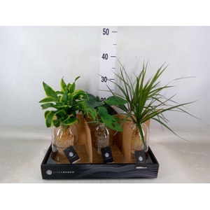 Arr.   Kamerplant Groen L%