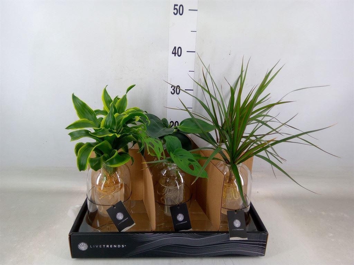 <h4>Arr.   Kamerplant Groen L%</h4>