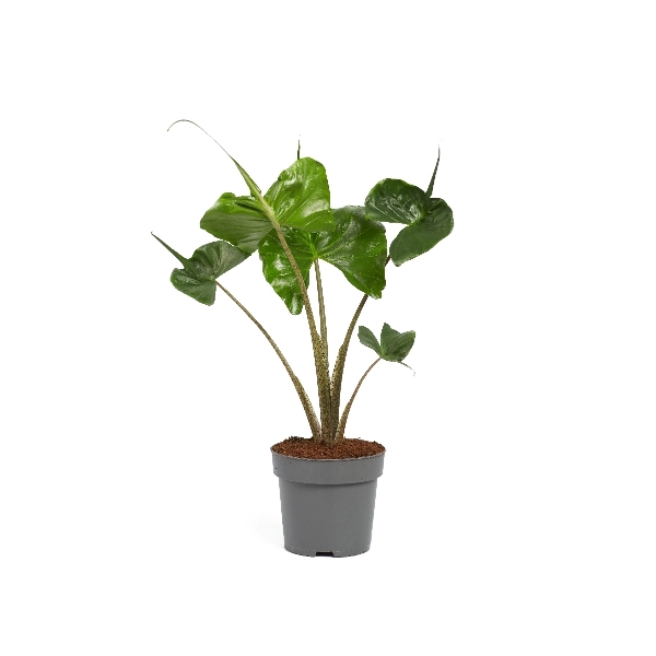 <h4>Alocasia Stingray</h4>