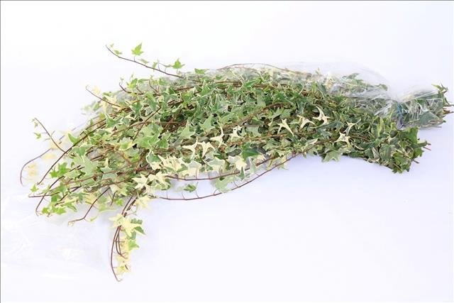 <h4>Hedera Rank White/Green</h4>