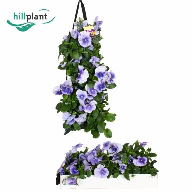 <h4>VIO WI DP CLE VIOLET</h4>