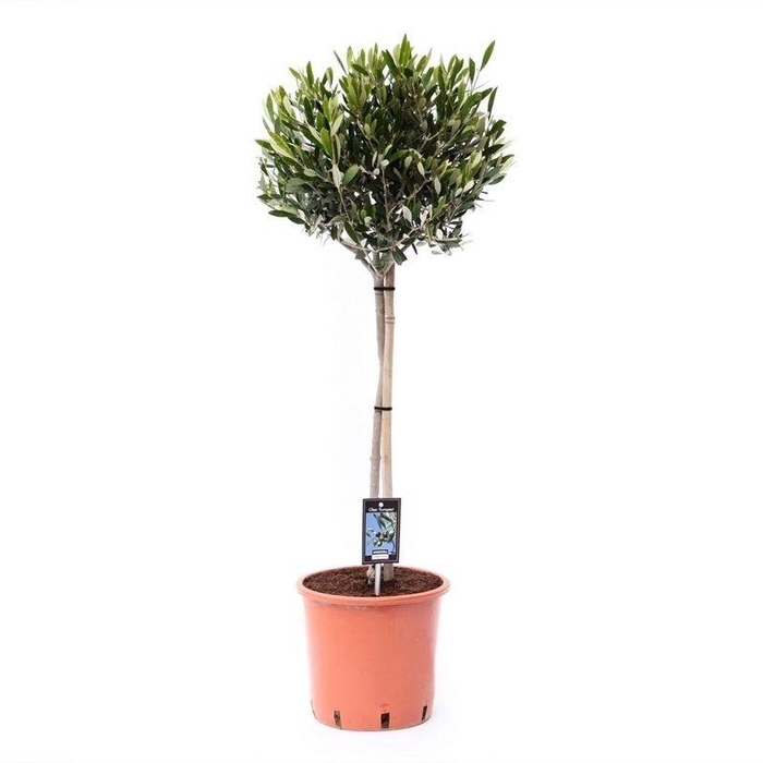<h4>olea sur tige</h4>