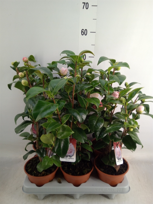 <h4>Camellia japonica</h4>