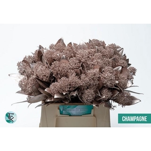 Skimmia paint champagne