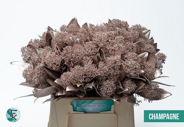 <h4>Skimmia paint champagne</h4>