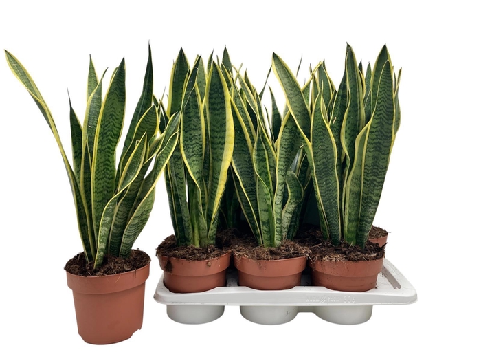 <h4>SANSEV LAURENTII</h4>