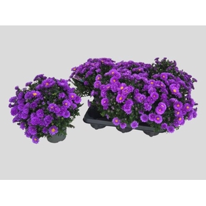 ASTER D AL D PURP LA