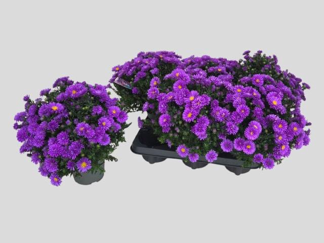<h4>ASTER D AL D PURP LA</h4>