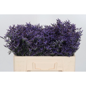 Lim Safora Dark Blue