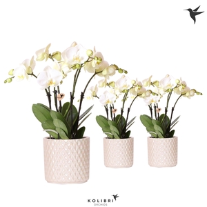 Phalaenopsis overig wit