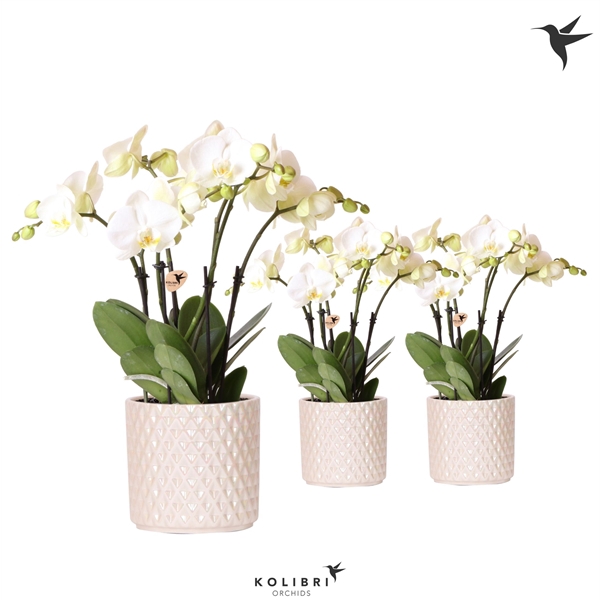 <h4>Phalaenopsis overig wit</h4>