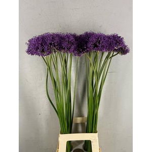 Allium Statos